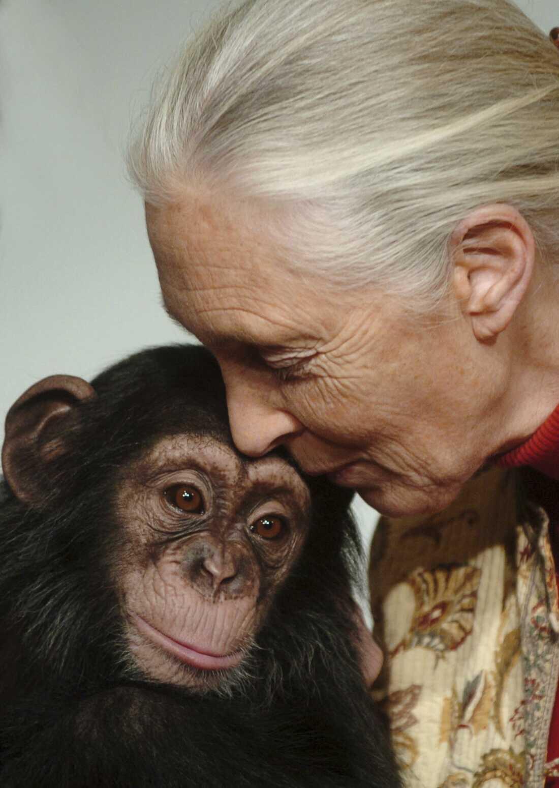 Una Jane Goodell de cabello canoso apoya suavemente la frente contra la cabeza de un chimpancé; ambos muestran una expresión serena y cariñosa.